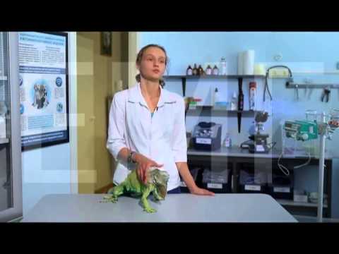 Пятна у Игуаны. Содержание Игуан