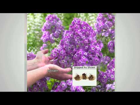 how to fertilize phlox