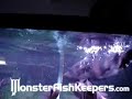 Datnoids On Pellets by neoprodigy - Monsterfishkeepers.com