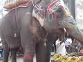 Elephants in old Ahmedabad Elephants in old Ahmedabad
