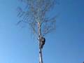 Arborist teknik