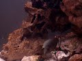 Blonde naso tang eating