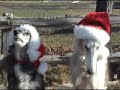 Collie The Snowdog