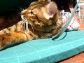 Fiesty Bengal Fiesty Bengal