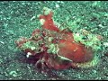 MANADO Diving Trip -Lembeh Strait 1- MANADO Diving Trip -Lembeh Strait 1-