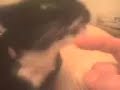 Stumpy the odd cat Stumpy the odd cat