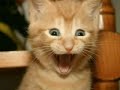 Very-Funny-Cats-21