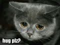 Very-Funny-Cats-21