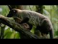 Kopi Luwak Coffee.avi