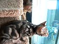 Bengal Talking to Squirrel Bengal Talking to Squirrel