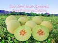 Maharishi Vedic Organic Honey Ad