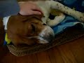 My Doggy Shiloh