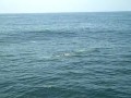 Dolphins and Orcas on Sanctuary Cruises' Return to Monterey Bay