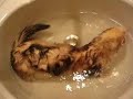 ferret getting a bath !