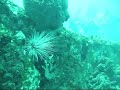Dive on Lesleen M wreck St Lucia Dive on Lesleen M wreck St Lucia