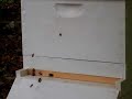 Bee activity Bee activity