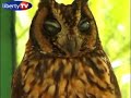 Liberty TV - Faune de Madagascar