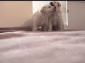 26 day old puppies playing 26 day old puppies playing
