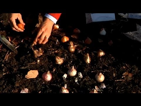 how to replant flower bulbs