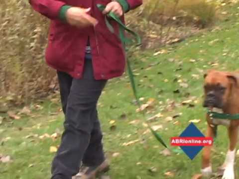 how to easy walk harness