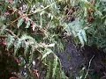 Bamford Clough
