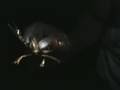 crawdad1