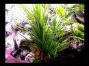 Haplochromis SP 35 (TOMATO) Haplochromis SP 35 (TOMATO)