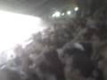 videos de huracan 1 san loren... 0 (de que barrio)