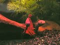 My Snakehead (rainbow snakehead)
