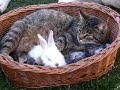 niedliche tiere