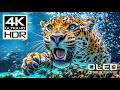 AMAZING WILDLIFE IN STUNNING 4K HDR 120 FPS VIDEO - DOLBY VI ..