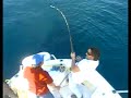 cattura ricciola 15kg - Polipo & Medusa Team