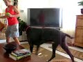 our merle great dane doesn't know what to do with his brand new little green man toy.