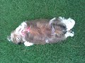 Liu Shih-tzu