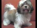 Shih Tzu video