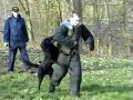 KNPV, Mix Mal malinois Nick