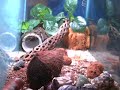hermit crabs