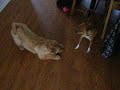 Erica;s dog