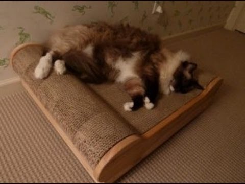 0 Brawny Cat Big Baby – Floppycats.com Product Review