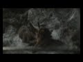 Mutation de ma Mygale en vidéo accéléré , impressionnant Mutation de ma Mygale en vidéo accéléré , impressionnant