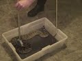 Western Diamondback Rattlesnake venom extraction  KRZ