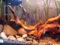 asain biotope