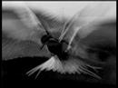 pajaro inmortal 2 de 2