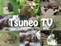 ツネオ君のひたすら毛繕い♪ tsuneo