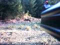 Gros Sanglier chasse Battue Camera embarquée - Wild Boar camerifle