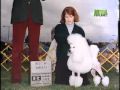 Poodle