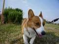 Goro@Welsh corgi 20081016 cosmoses