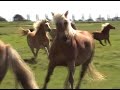 fighting and playing haflinger horses