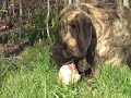 Raw Feeding English Mastiff - Dawn eating a whole chicken
