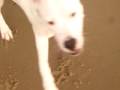 dogo argentino jules puppy 8 mts